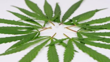 Kenevir yaprakları beyaz arka planda daire şeklinde katlanmış. Yan görüş. Döngü hareketi. Rotasyon 360. 4K UHD video görüntüsü 3840X2160.