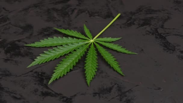 Cannabis Daun Pada Latar Belakang Abstrak Hitam Sisi Tampilan Uhd — Stok Video