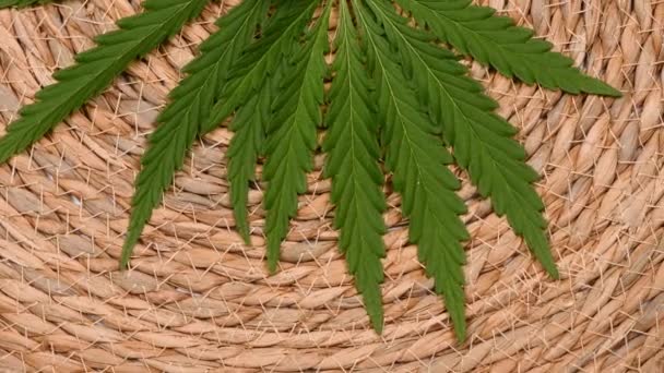 Hoja Cannabis Sobre Fondo Abstracto Vista Lateral Imágenes Vídeo Uhd — Vídeo de stock
