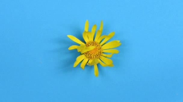 Ile Owadów Jest Kwiatku Rumianku Film Pokazuje Życie Owadów Okresie — Wideo stockowe