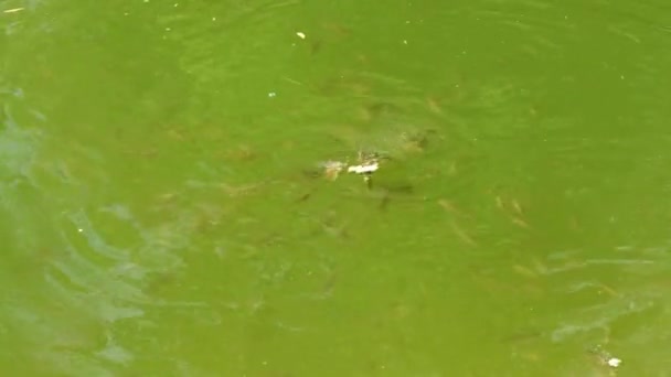 Nehirdeki Sazanlar Sazan Aktif Olarak Yüzeyinden Beslenir Uhd Video Görüntüsü — Stok video
