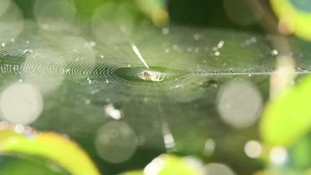 Web上のクモは バックライトの風に揺れる サイドビュー フィールドの浅い深さ Uhdビデオ映像3840X2160 — ストック動画