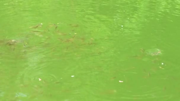 川の鯉 鯉は水面に積極的に餌をやる Uhdビデオ映像3840X2160 — ストック動画