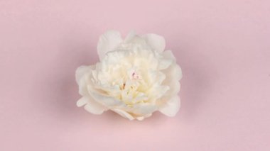 Zaman atlamalı beyaz gül pastel pembe arka planda izole. Beyaz bir gül çiçeğinin güzel bir açılışı. Aromatik çiçeğin güzelliği yakın planda ortaya çıkar. Yan görüş. 4K UHD video görüntüsü 3840X2160.