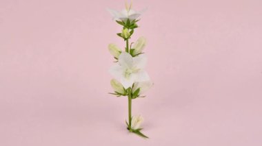 Campanula latifolia alba dev çan çiçeği beyaz bitkisi. Latince 