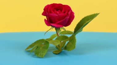 Sarı-mavi arka planda hızlandırılmış kırmızı gül çiçeği. Bir gül çiçeğinin güzel bir açılışı. Aromatik çiçeğin güzelliği yakın planda ortaya çıkar. Yan görüş. 4K UHD video görüntüsü 3840X2160.