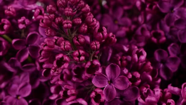 Czas Mija Trzy Calendula Calendula Officinalis Calendula Kwiat Pąki Izolowane — Wideo stockowe