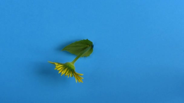 Time Lapse Κίτρινο Λουλούδι Μαργαρίτα Απομονώνονται Μπλε Φόντο Ελάχιστη Έννοια — Αρχείο Βίντεο
