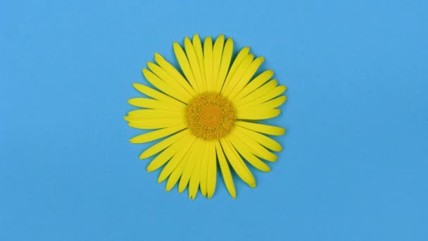 Time Lapse Withered Yellow Chamomile Blue Background Slow Motion Uhd — Stock Video