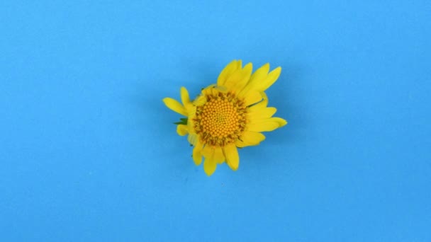 Czas Upływa Żółty Stokrotka Kwiat Izolowany Niebieskim Tle Minimalna Koncepcja — Wideo stockowe