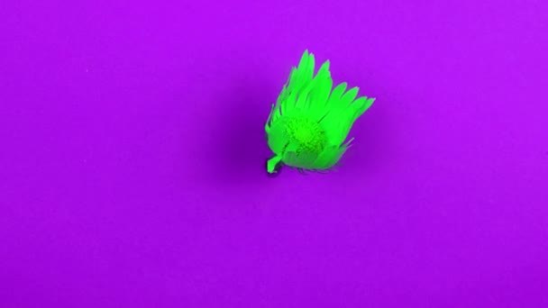 Lasso Tempo Fiore Verde Uno Sfondo Viola Colori Veleni Brillanti — Video Stock