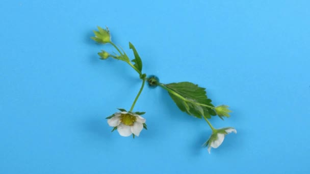Timelapse Białe Kwiaty Truskawki Niebieskim Tle Piękne Otwarcie Kwiatu Truskawek — Wideo stockowe