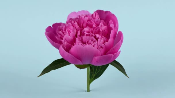 Час Проміжку Квітів Пейні Прекрасне Відкриття Фіолетової Квітки Пейні Краса — стокове відео
