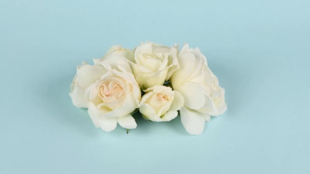 Czas Upływa Biała Róża Izolowana Pastelowym Niebieskim Tle Piękne Otwarcie — Wideo stockowe