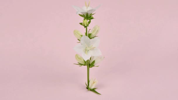Czas Upływa Campanula Latifolia Alba Gigantyczny Dzwonek Biały Roślina Łacinie — Wideo stockowe
