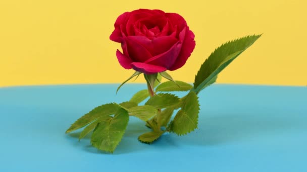 时光流逝的红玫瑰在黄蓝的背景上绽放 一朵玫瑰的美丽的开放 芳香花朵的美丽是在特写中显现出来的 侧视图 Uhd视频3840X2160 — 图库视频影像