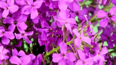 Mor Dame 'ın Roket Çiçekleri, Hesperis Matronalis, gece menekşesi. Yan görüş. Aşırı derecede yakın çekim. Döngü hareketi. Rotasyon 360. 4K UHD video görüntüsü 3840X2160.