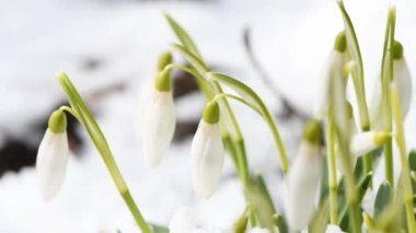 Rüzgarda sallanan beyaz kar damlaları. Bahar arka planı. Bahar kardelenleri. Baharın erken saatlerinde, parlak güneş ışığıyla yakın plan çiçekler. Yan görüş. 4K UHD video görüntüsü 3840X2160.