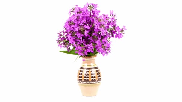 Пурпурова Дама Ракетна Квітка Hesperis Matronalis Нічний Фіолетовий Білому Тлі — стокове відео