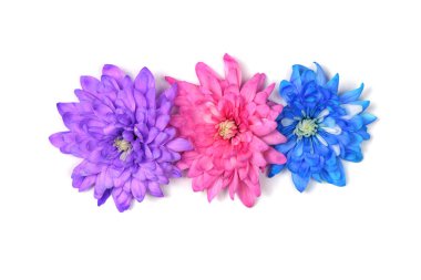 Beyaz arka planda pembe, mavi ve mor kasımpatı çiçekleri (kasımpatı indiumu) izole edilmiştir. Yüksek çözünürlüklü. Tam alan derinliği.