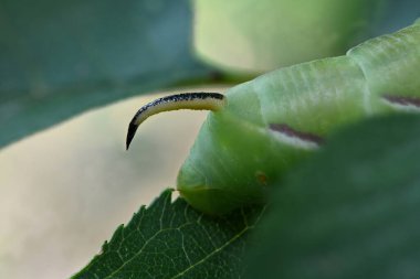 Green caterpillar Privet hawk moth (Sphinx ligustri) or moth butterfly (Sphingidae). Caterpillar tail closeup. Side view. 