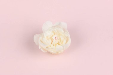 White rose isolated on pink background. Stylish flowers for St. Valentine's Day and March 8. High resolution photo. Full depth of field.
