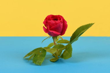 Rose on yellow-blue Ukrainian flag, national flag of Ukraine, Ukraine's war with Russia, patriotic background. High resolution photo. Full depth of field.