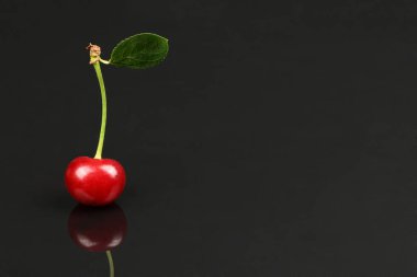 Cherry with green leaf isolated on black background, side view. Extrem close-up. High resolution photo. Full depth of field.