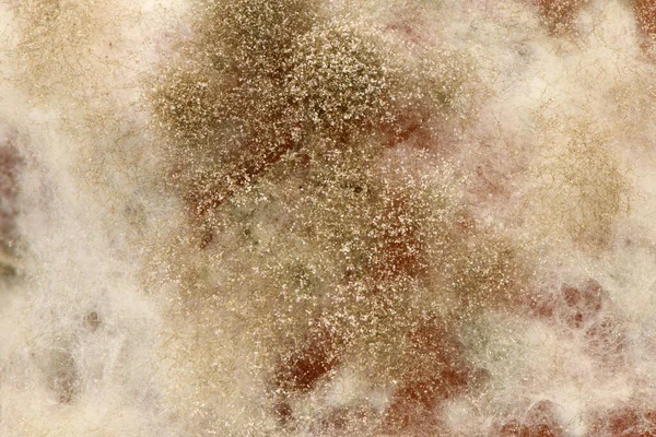 Mold Extreme Close Macro Shot Mold Side View Mold Fungus — Stok fotoğraf