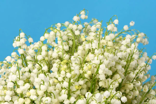 Lily of the valley flowers on blue background. High resolution photo. Full depth of field.