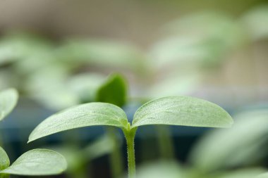 Cucumber sprouts. Cucumber rose garden. Extreme closeup. High resolution photo.
