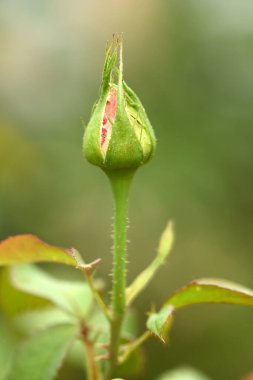 Unopened rose bud. Side view. High resolution photo. Selective focus. Shallow depth of field.