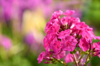 Close up violet flower of phlox (Phlox douglasii) plant, on grarden background. High resolution photo