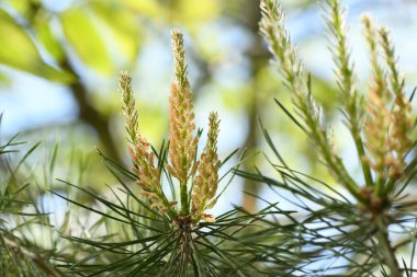 Yellow Pollen on a new pine blossom. Yellow pine cones from coniferous tree at june. High resolution photo. Selective focus.