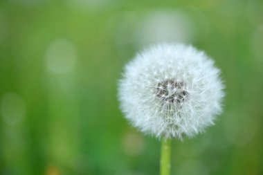 Closed Bud of a dandelion. Dandelion white flowers in green grass. High resolution photo. Selective focus.