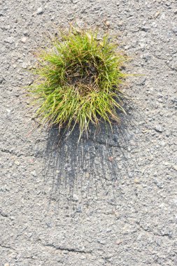 Grass breaks through the asphalt. High resolution photo. Full depth of field.