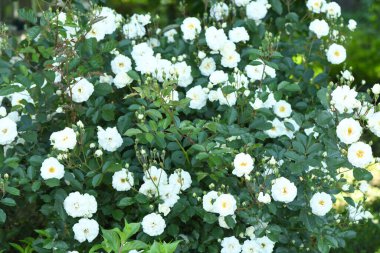 White color Hybrid Musk Rose Waterloo flowers in a garden. Idea for postcards, greetings, invitations, posters, wedding and Birthday decoration, background. High resolution photo. Selective focus.