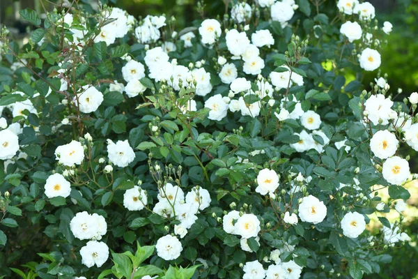 White color Hybrid Musk Rose Waterloo flowers in a garden. Idea for postcards, greetings, invitations, posters, wedding and Birthday decoration, background. High resolution photo. Selective focus.