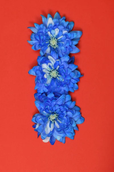 Kék Krizantém Virág Chrysanthemum Indicum Elszigetelt Piros Alapon Nagy Felbontású — Stock Fotó