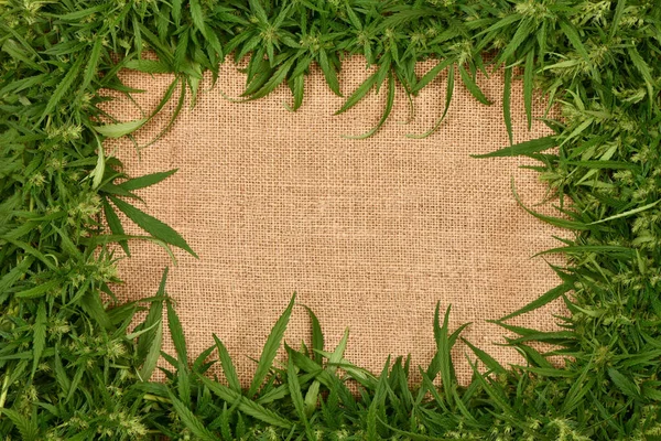 Çuval Bezinde Marihuana Kenevir Yaprağı Olan Kare Çerçeve Yüksek Çözünürlüklü — Stok fotoğraf