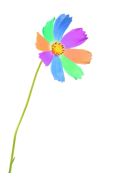 彩虹宇宙花朵的照片 花瓣呈多色 独立于白色背景 高分辨率照片 实地的全部深度 — 图库照片