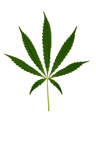 Cannabis Leave Marijuana Isolated White Background High Resolution Photo Full —  Fotos de Stock