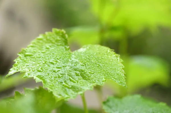 Drops Morning Dew Stems Leaves Young Grapes Side View High — Stock Photo, Image
