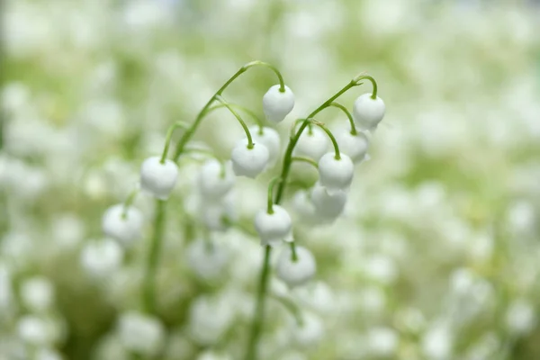 stock image Bouquet of lilies of the valley. Background consisting of lily of the valley flowers. High resolution photo. Selective focus