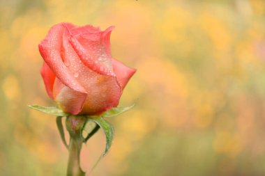 Pink rose flower. Abstract blurred festive background with free space for an inscription. Side view. High resolution photo. Selective focus. Shallow depth of field.