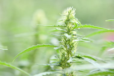 Esrar / marihuana bitkileri. Taze kenevir bitkisi. Yüksek çözünürlüklü. Seçici odaklanma. Sığ alan derinliği.