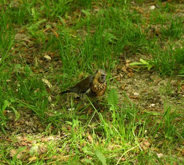 Song thrush (Turdus philomelos) in the grass. It has brown upper-parts and black-spotted cream. High resolution photo. Selective focus.