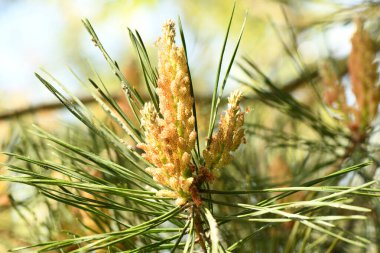 Yellow Pollen on a new pine blossom. Yellow pine cones from coniferous tree at june. High resolution photo. Selective focus.