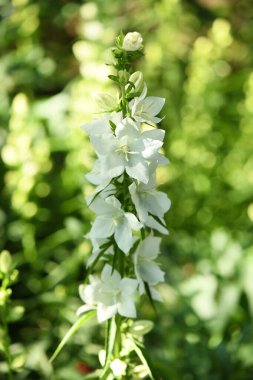 Campanula latifolia alba dev çan çiçeği beyaz bitkisi. Latince 