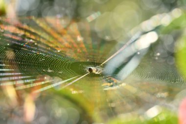 Spider in the web in the backlight. The web shimmers with all the colors of the rainbow. Beautiful glare bokeh on the background. High resolution photo. Selective focus.